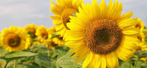 為什么向日葵總是向著太陽