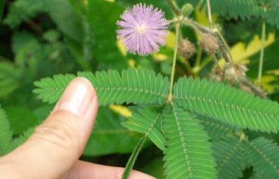 為什么含羞草的葉子會合攏