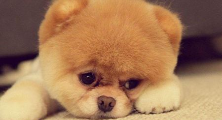 為什么動物的皮毛顏色都不一樣？