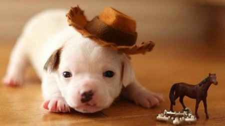 為什么動物的皮毛顏色都不一樣？