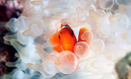 海葵是植物還是動物,海葵能吃嗎