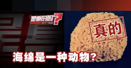 為什么說海綿是動(dòng)物?