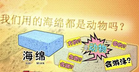 為什么說海綿是動(dòng)物?