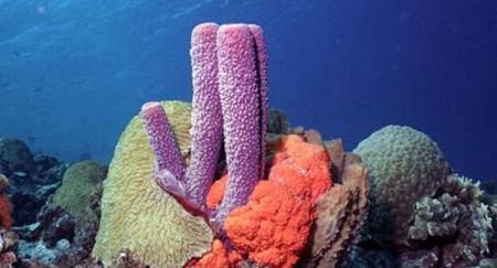 為什么說海綿是動(dòng)物?