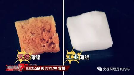 為什么說海綿是動(dòng)物?