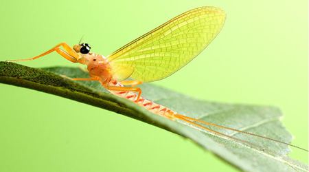 蜉蝣為什么只能活一天？