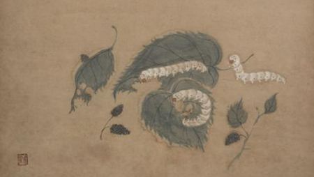 桑蠶為什么喜歡吃桑葉？