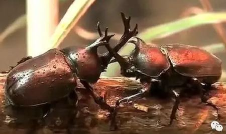 為什么獨角仙總是喜歡打架？