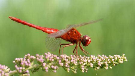 你知道蜻蜓有多少只眼睛嗎?