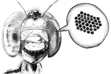 你知道蜻蜓有多少只眼睛嗎?