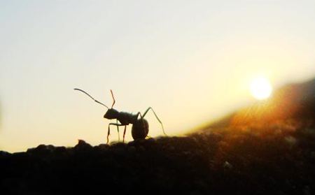 螞蟻為什么能認路？