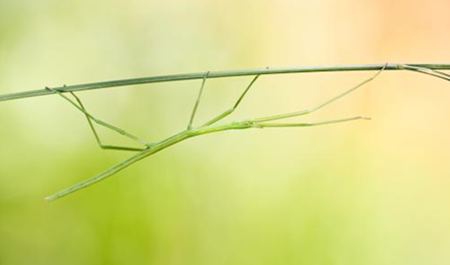 竹節(jié)蟲是什么樣的？竹節(jié)蟲有毒嗎？