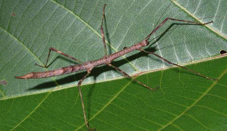 為什么螢火蟲會發(fā)光？