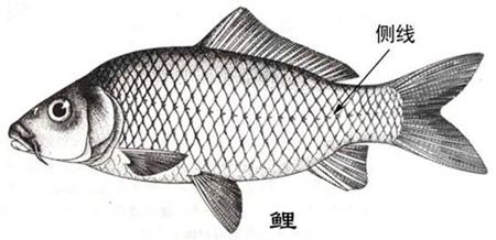 為什么魚的身體上有兩條側線?