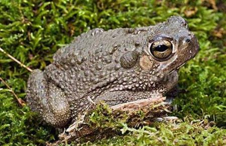 為什么蟾蜍身上長滿疙瘩?