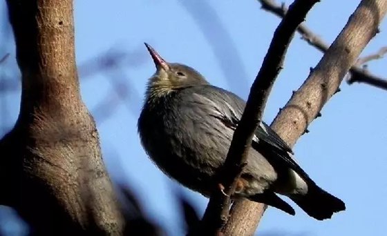 為什么鳥(niǎo)睡覺(jué)的時(shí)候經(jīng)常眨眼？