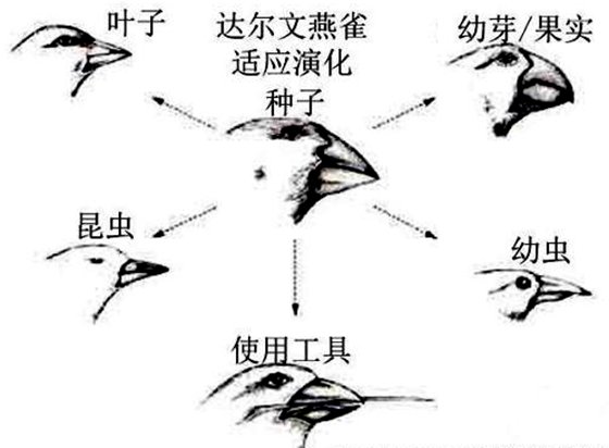 為什么鳥嘴的形狀多種多樣?