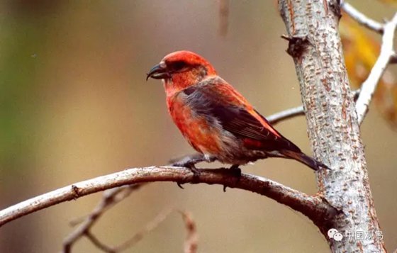 為什么鳥嘴的形狀多種多樣?
