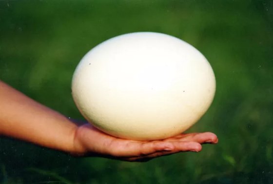 鴕鳥是什么鳥,鴕鳥會(huì)飛嗎,鴕鳥蛋怎么吃