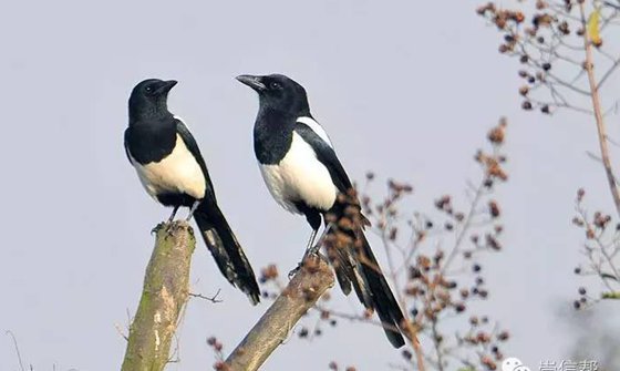 喜鵲真的會報喜嗎,喜鵲報喜的由來