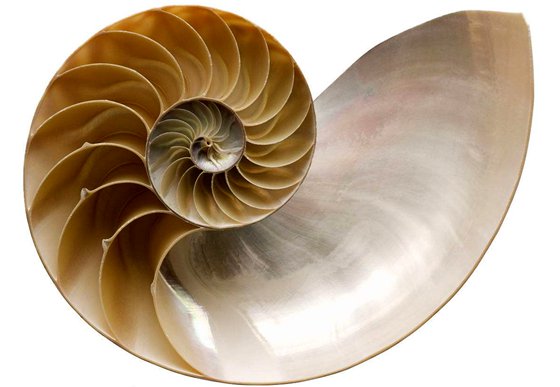 你知道鸚鵡螺的生長線嗎？