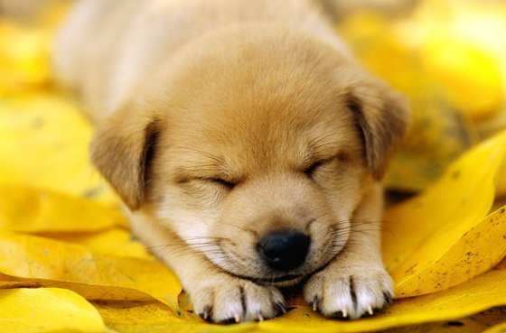 為什么狗睡覺前要繞幾個圈子？