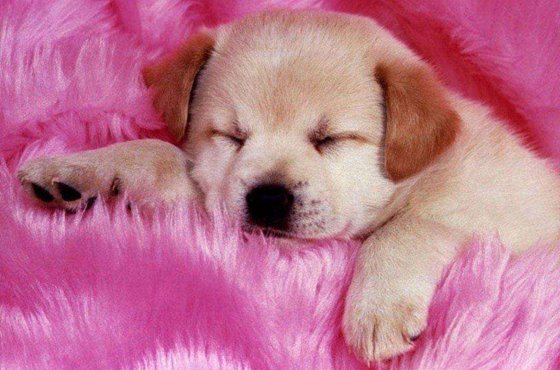 為什么狗睡覺前要繞幾個圈子？