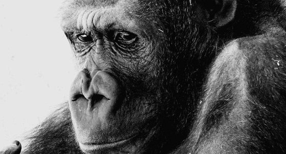 為什么類人猿不可能進(jìn)化成人？