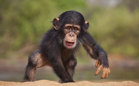 為什么類人猿不可能進(jìn)化成人？