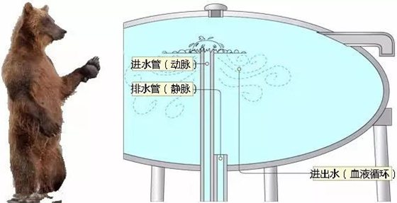 長頸鹿為什么不會腦淤血,長頸鹿高血壓的秘密
