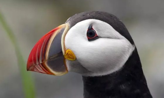 為什么說海鸚是愛團結的鳥