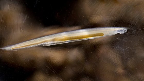 文昌魚(yú)為什么十分珍貴