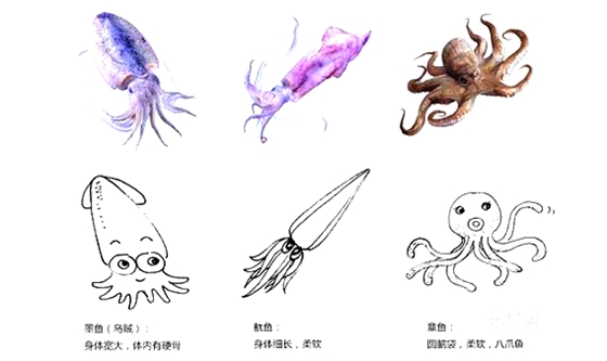 章魚真的沒有身子嗎,章魚的身體結構