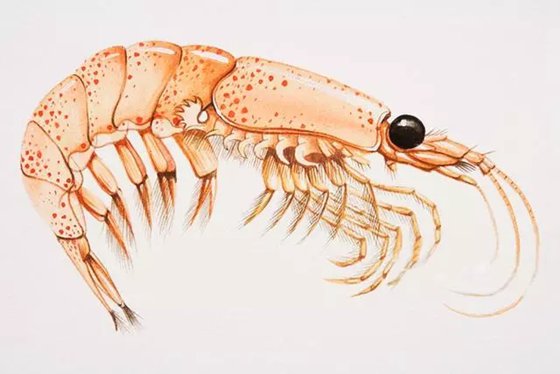 為什么說南極磷蝦是未來食品？