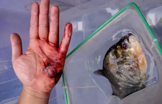 為什么食人魚能吃人,食人鯧真的吃人嗎