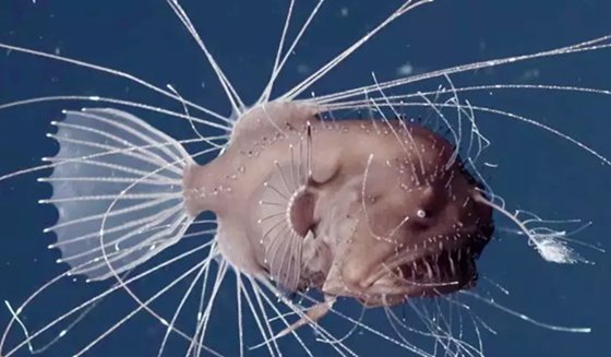 燈籠魚為什么能發光