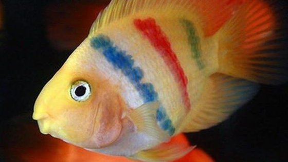 為什么有的魚不怕燙,有沒有耐高溫的魚