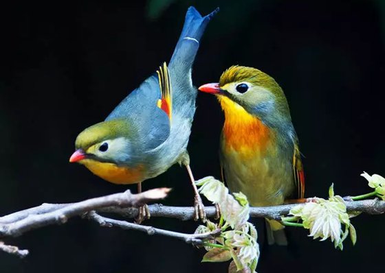 相思鳥真的相思嗎,為什么叫相思鳥