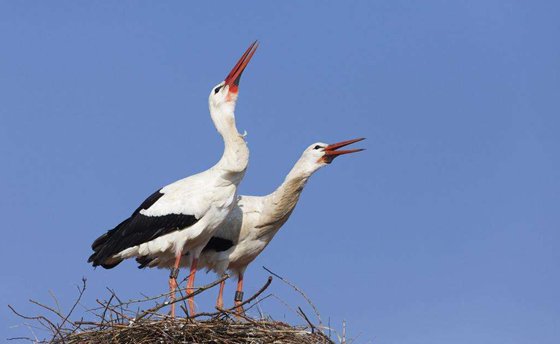 鳥兒為什么春天唱歌,為什么春天鳥叫特多