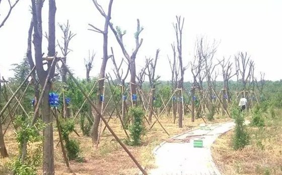 移栽時為什么要給樹木截枝?