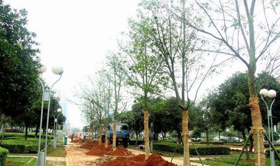 移栽時為什么要給樹木截枝?