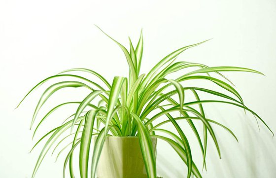 為什么植物能凈化空氣