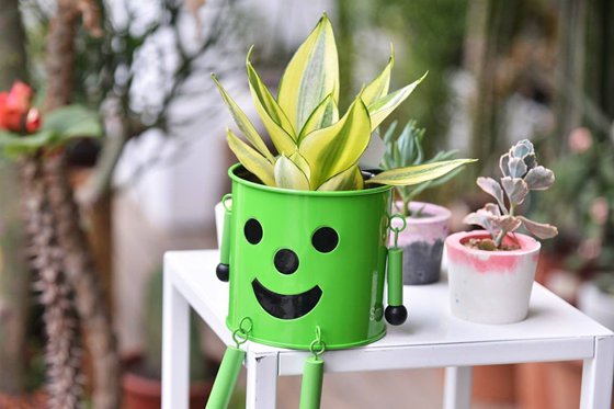 為什么植物能凈化空氣