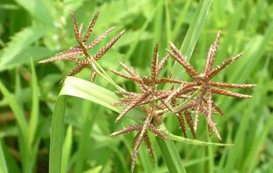 為什么雜草的生命力特別頑強