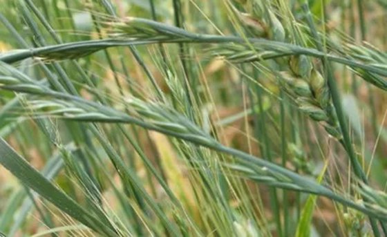 為什么雜草的生命力特別頑強