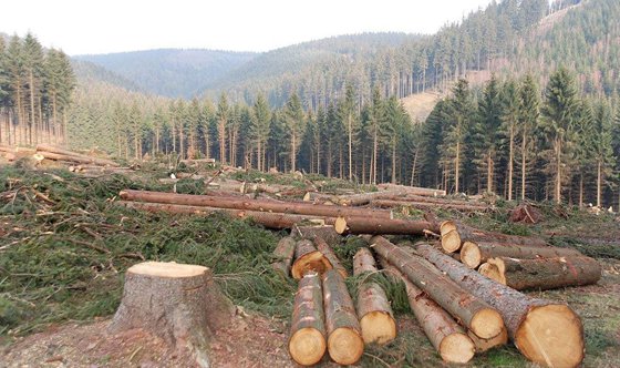 為什么樹干是圓的,樹干多數是圓形的原因