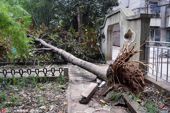 為什么樹干是圓的,樹干多數是圓形的原因