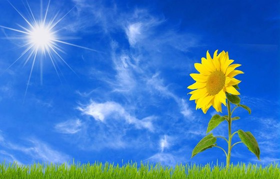 向日葵為什么會(huì)隨著太陽(yáng)轉(zhuǎn),向日葵晚上怎么轉(zhuǎn)回來(lái)