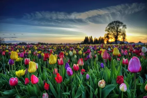 郁金香的故鄉在哪里,郁金香的原產地