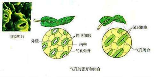 為什么植物也會感冒發燒,植物體溫變化的原因